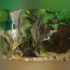 Assorted Angelfish 3" (Lot of 4)