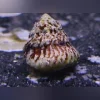 Astraea Snail