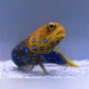Blue-spotted Jawfish