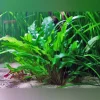 Cryptocoryne Wendtii Green Potted