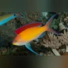 Evansi Anthias