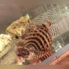 Dwarf Fuzzy Lionfish