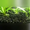 Dwarf Sagittaria