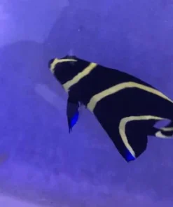 French Angelfish (SEMI-AGGRESSIVE) 