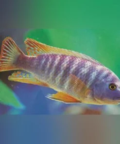 Fuelleborni Cichlid Blue