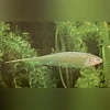 Glass Knifefish