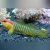 Green Banded Goby
