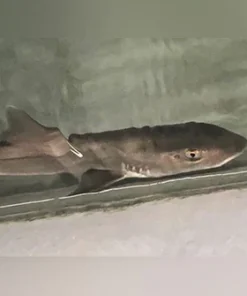 Grey Smooth Hound Shark