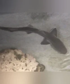 Grey Smooth Hound Shark