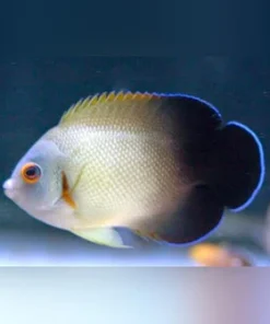 Half Black Angelfish 