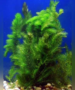 Hornwort
