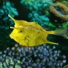 Longhorn Cowfish