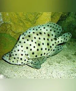 Panther Grouper 