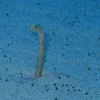 Garden Eel (Green and Black)