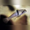 Rhino Horn Goby