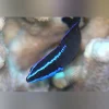 Springer's Dottyback (tank raised)
