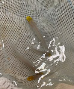 Gold Head Sleeper Goby