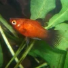 Dwarf Coral Red Wag Platy