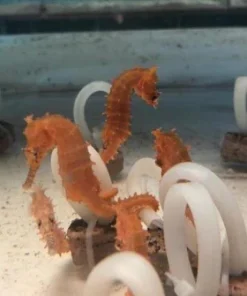 Orange Seahorse