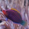 Eight Line Wrasse