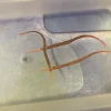 Yellow Multibanded Pipefish